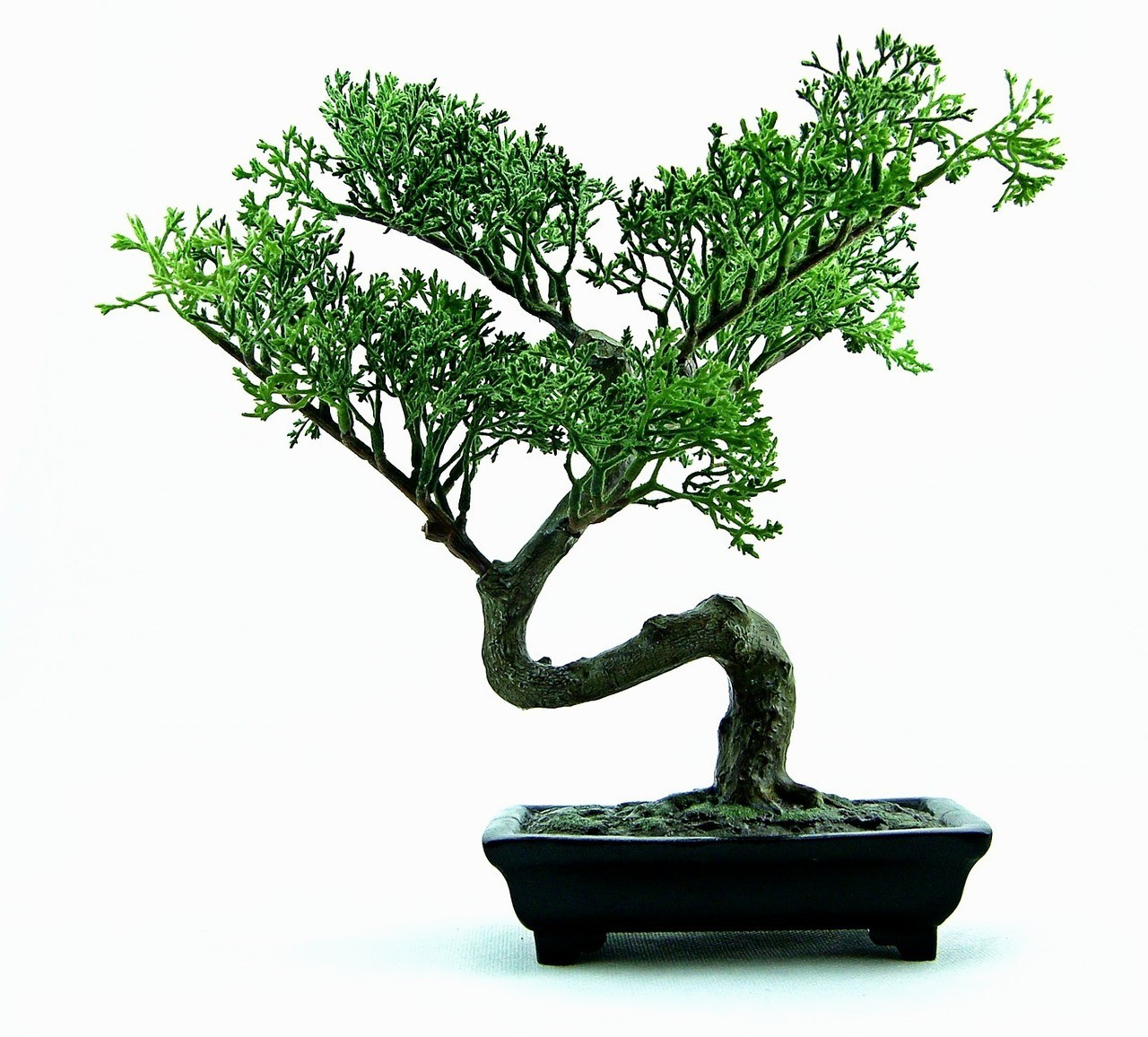 bonsai31657312801 | Kalamitsi Studios